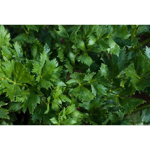 celery leaves / daun seledri